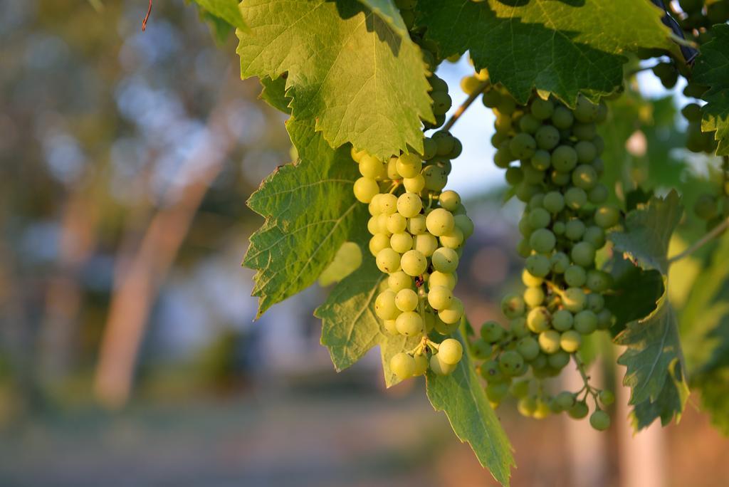 Agriturismo Arte Et Agricoltura Тускания Экстерьер фото